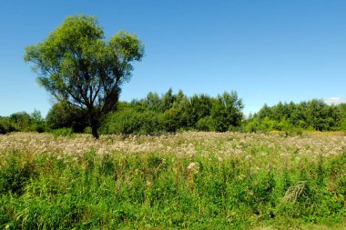 manzara yeşil alan ve ağaç
