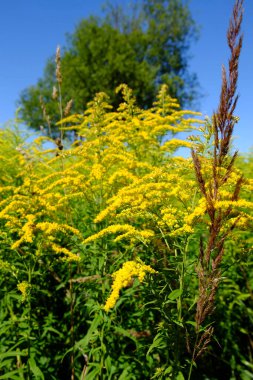  Arazi, mavi gökyüzü ve sarı çiçekler