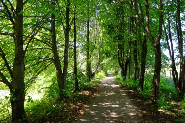 Ağaçların arasında parktaki patika.