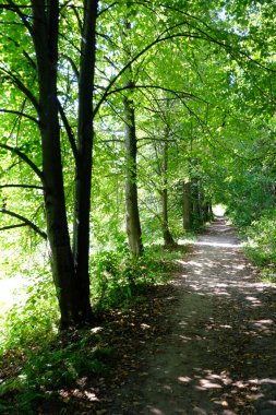 Ağaçların arasında parktaki patika.