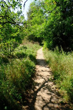 Çimlerin üzerinde güzel bir yol