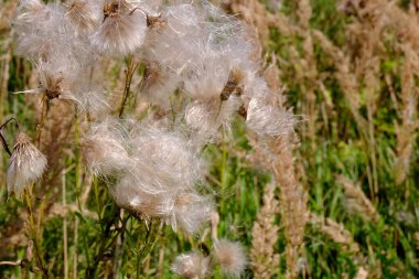Tüylü beyaz çiçekler Sonbaharda tarlada