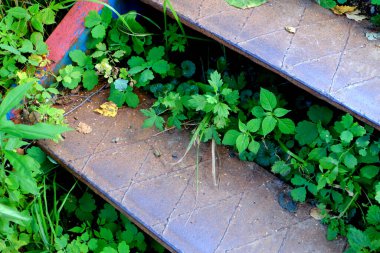 Çimlerde demir merdiven