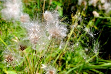Tüylü beyaz çiçekler Sonbaharda tarlada