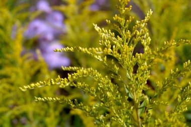 sarı çiçekli makro tarla