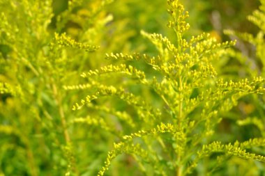 sarı çiçekli makro tarla