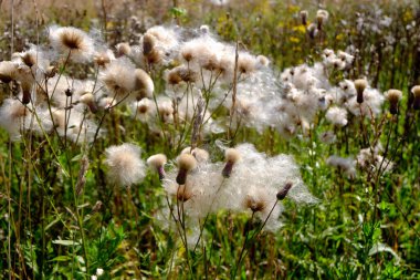 Tüylü beyaz çiçekler Sonbaharda tarlada