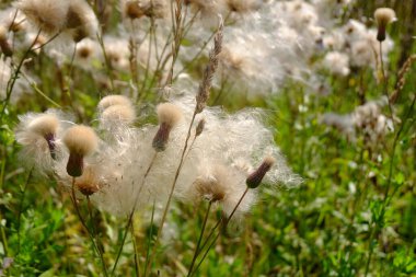 Tüylü beyaz çiçekler Sonbaharda tarlada