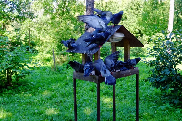公园里喂食器里的鸽子 — 图库照片