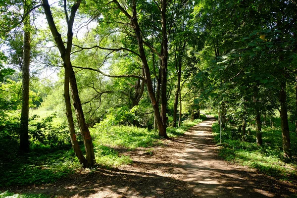 Caminho Parque Entre Árvores — Fotografia de Stock