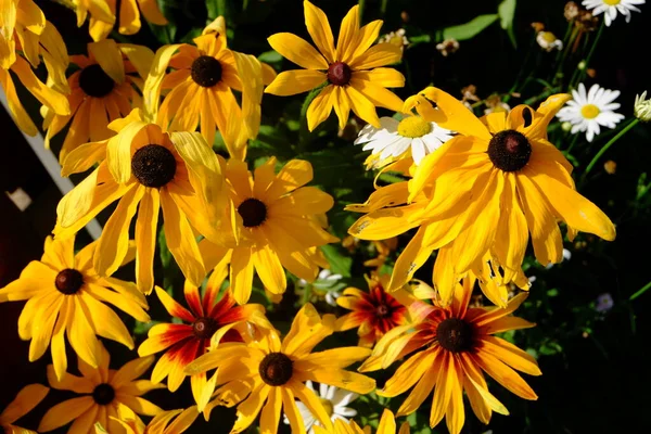 Яскраво Жовті Квіти Восени — стокове фото