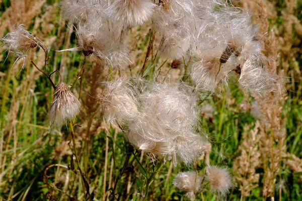 Fluffy White Flowers Autumn Field — Stock Photo, Image