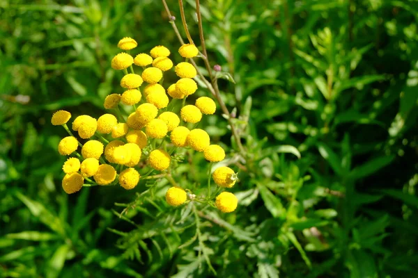 Φωτεινό Κίτρινο Λουλούδι Στο Πεδίο — Φωτογραφία Αρχείου