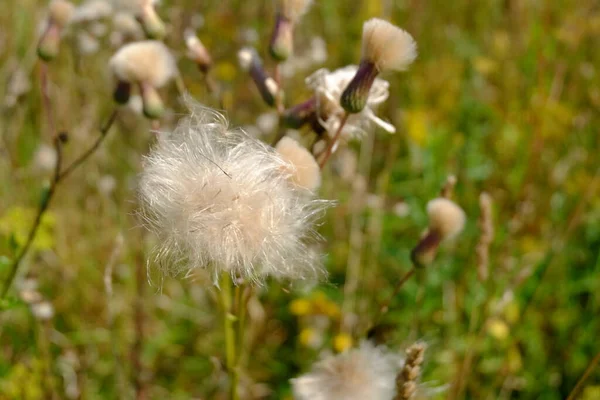 Пухнасті Білі Квіти Осінь Полі — стокове фото