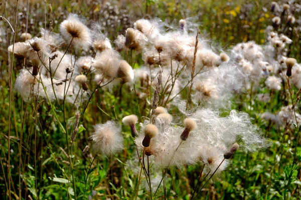 Fleurs Blanches Pelucheuses Automne Sur Terrain — Photo