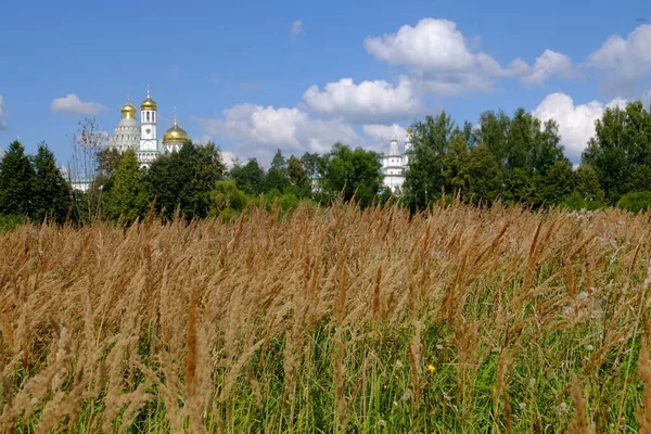 Landscape Field Ears Corn — Stock Photo, Image