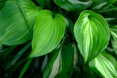 yeşil yapraklar bahçede makro