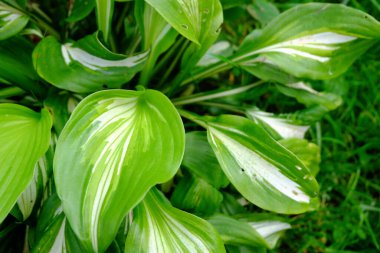 yeşil yapraklar bahçede makro