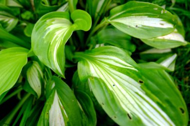 yeşil yapraklar bahçede makro