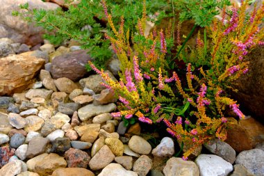 Bahçede çiçek açan Heather makro