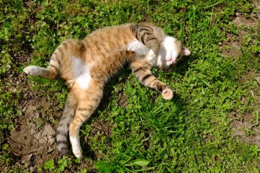 Otların arasında çiçekli komik bir kedi