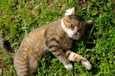 Otların arasında çiçekli komik bir kedi