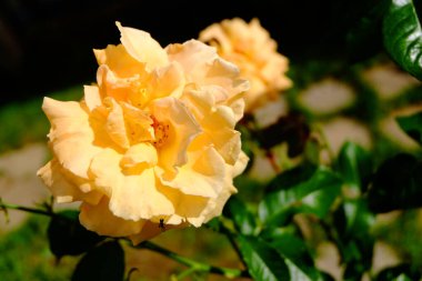 Bahçede şeftalili gül makrosu