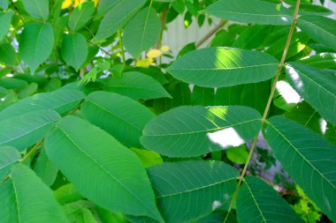 Bahçedeki yeşil yapraklar