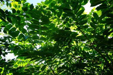 Bahçedeki yeşil yapraklar