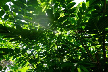 Bahçedeki yeşil yapraklar