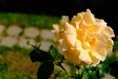 Bahçede şeftalili gül makrosu