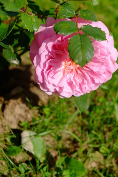 Rosa Ros Makro Trädgården — Stockfoto