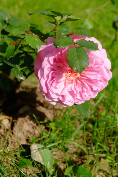 Rosa Rosa Macro Rosa Jardim — Fotografia de Stock