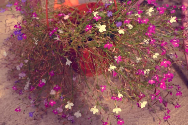 Bahçedeki Lobelia Makro Çiçekleri — Stok fotoğraf