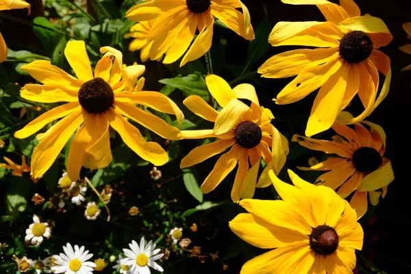 Жовта Макроквітка Рудбекії Саду — стокове фото