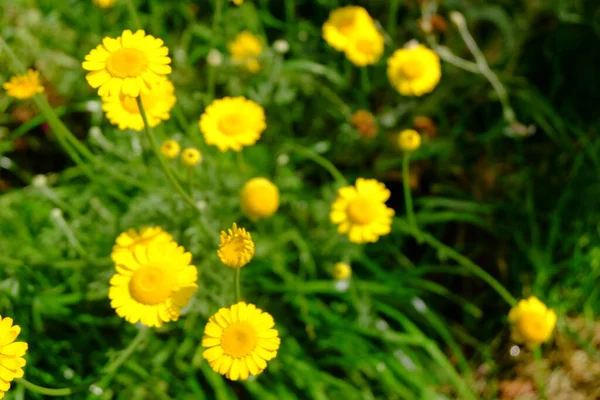 庭の鮮やかな黄色の花 — ストック写真