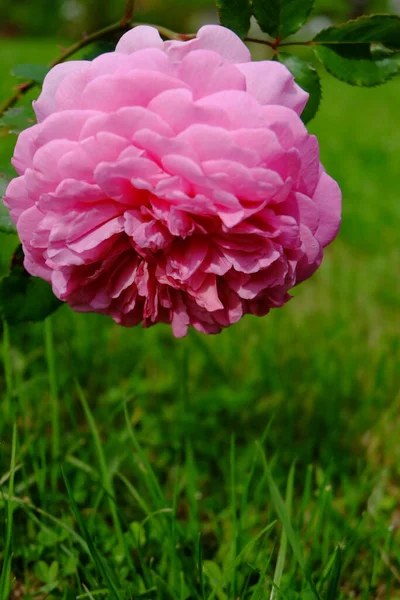 Růžová Růže Makro Zahradě — Stock fotografie