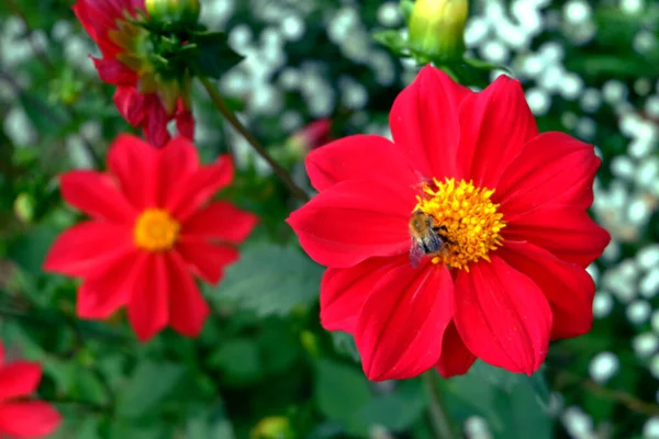 庭の赤いダリアの花マクロ — ストック写真