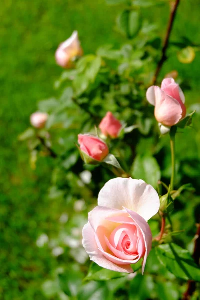 Floreciente Rosa Macro Jardín — Foto de Stock