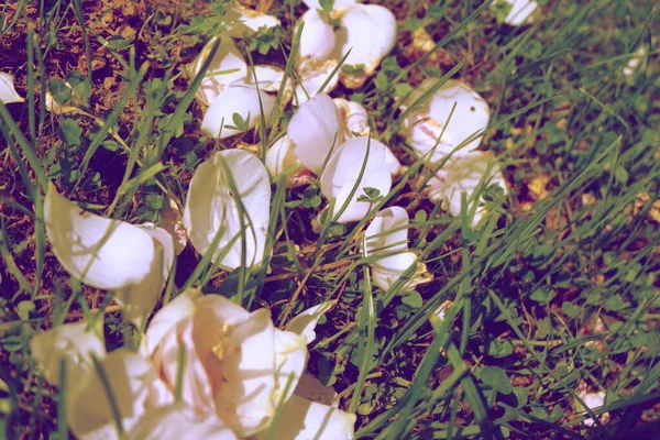 Kelopak Mawar Putih Makro Rumput — Stok Foto