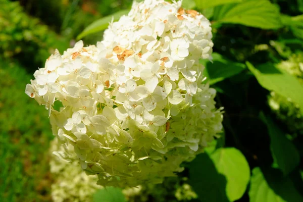 Weiße Hortensien Garten — Stockfoto