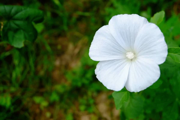 White Flower Macro Garden — Stock Photo, Image