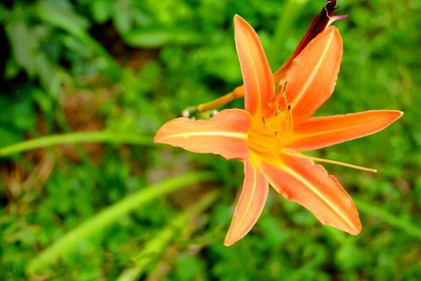 Flor Naranja Lirio Macro Jardín —  Fotos de Stock