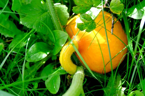 Pumpkin Grass Macro Garden — Stock Photo, Image
