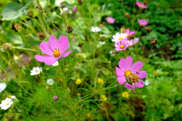 庭の花コスモスマクロ — ストック写真