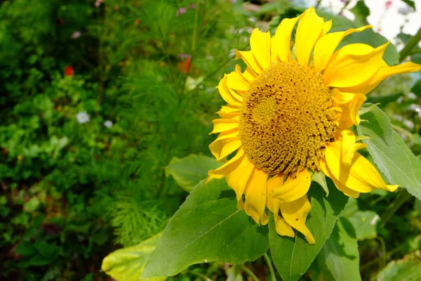 Heldere Zonnebloem Tuin — Stockfoto