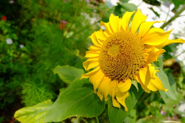 Tournesol Lumineux Dans Jardin — Photo