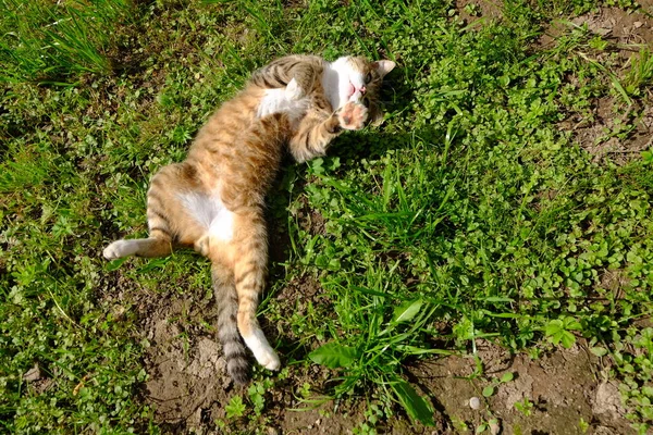 有趣的猫 草丛中开着花 — 图库照片