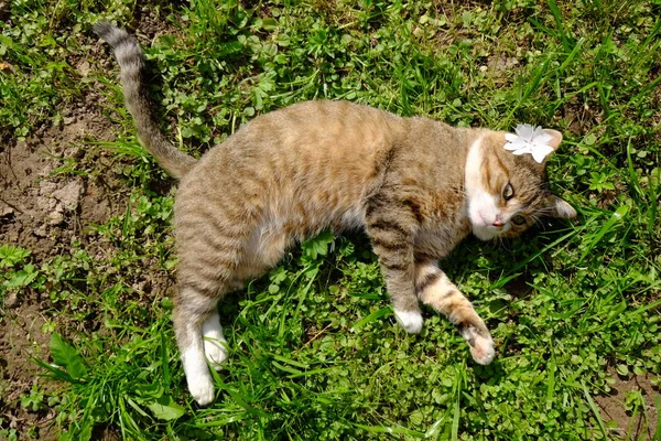 Gato Divertido Con Una Flor Hierba — Foto de Stock