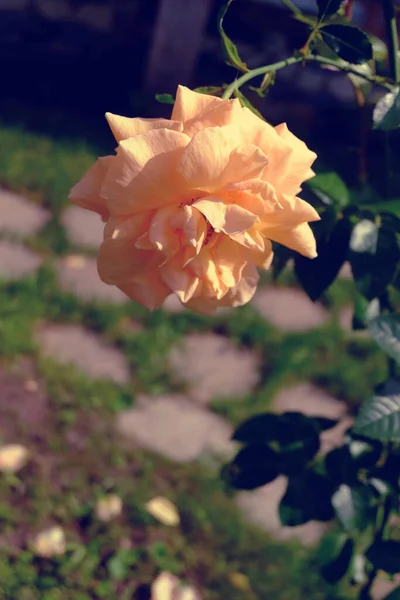 Broskvově Růžové Makro Zahradě — Stock fotografie